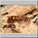 Nomada ruficornis - Wespenbiene w01 - Sandgrube Niedringhaussee det.jpg